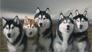 Siberian Huskies - beautiful dog breed