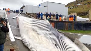 Blue Whale