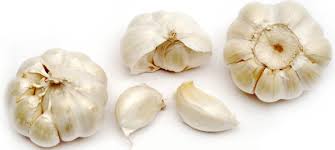 Garlic