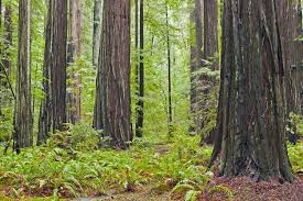 Giant Redwoods Forest, USA