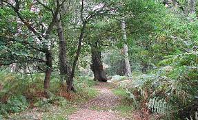 Sherwood Forest, England