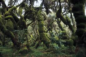 Cloud Forest in the Simien Mountains, Ethiopia